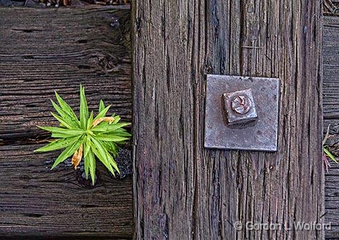 Weed & Bolt_25314.jpg - Photographed at Smiths Falls, Ontario, Canada.